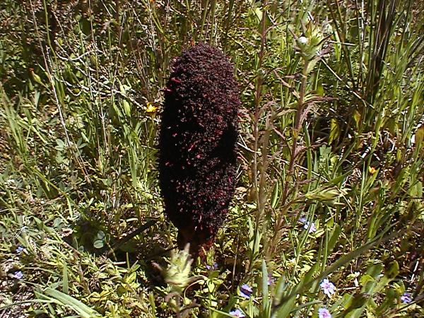 Cynomorium coccineum